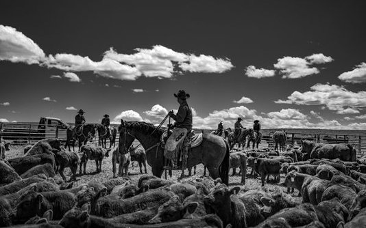 Livro Ranchland: Wagonhound