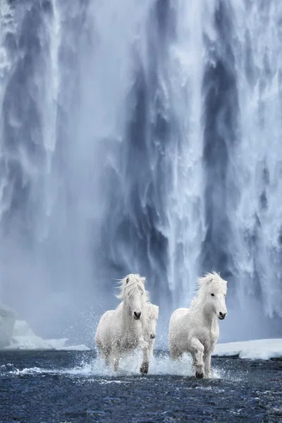 Livro Untamed Spirits: Horses From Around The World - Drew Queen Books