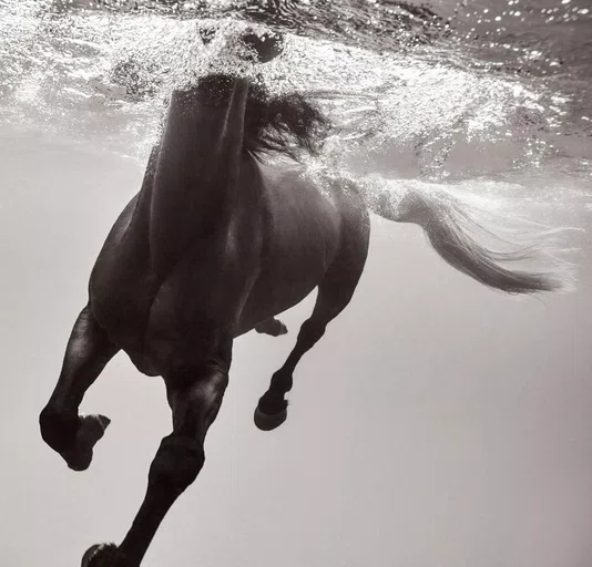 Livro Untamed Spirits: Horses From Around The World - Drew Queen Books