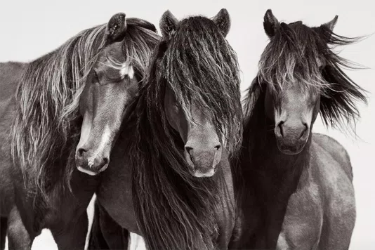 Livro Untamed Spirits: Horses From Around The World - Drew Queen Books