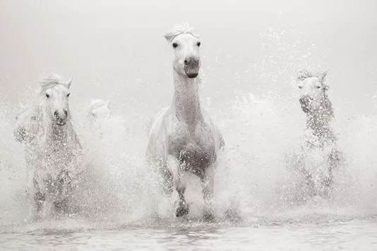 Livro Untamed Spirits: Horses From Around The World - Drew Queen Books