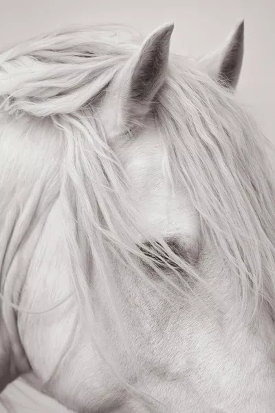 Livro Untamed Spirits: Horses From Around The World - Drew Queen Books