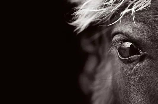 Livro Untamed Spirits: Horses From Around The World - Drew Queen Books