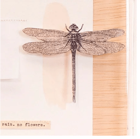 Quadro Galleria Libélula No Rain No Flower Mercatto Casa