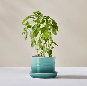 Vaso para Ervas com Bandeja Le Creuset Bleu Riviera 14 cm