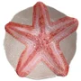 Bowl em Melamina Estrela do Mar Coral 19 cm