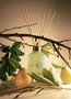 Difusor De Perfume Summer Pear PatBo Lenvie 200ml