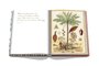 Livro Saudi Dates: A Portrait of the Sacred Fruit - Assouline
