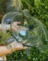 Saladeira Acrílico Tartaruga Transparente 45 cm