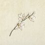 Toalha de Rosto Almond Flowers Bordada 0,50 x 1,00 Boss Home