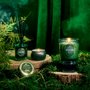 Vela Copo De Vidro Wicked Bewitching Banyan Forest Voluspa 60 Horas